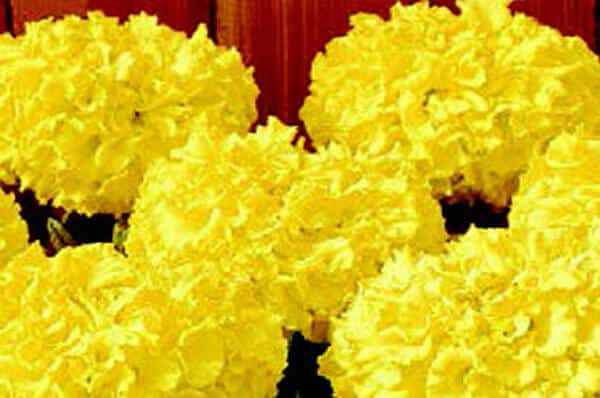 Discover Yellow Hybrid Marigold Seeds