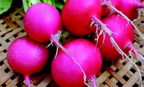 Bulk: Pink Beauty Radish Seeds