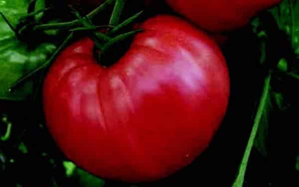 Bulk: Pink Wonder Hybrid Tomato VFFT