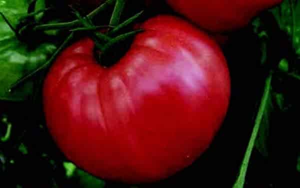 Pink Wonder Hybrid Tomato VFFT
