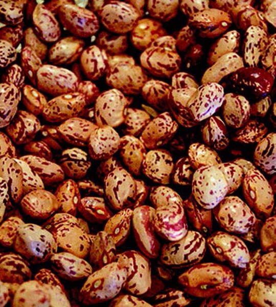 Bulk: Pinto Bean Seeds