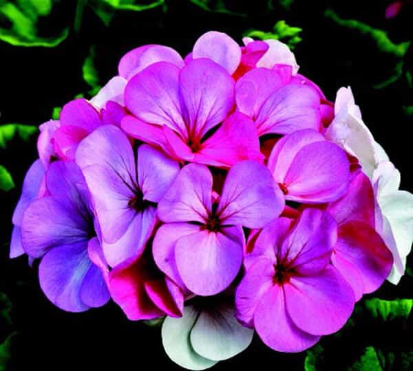 Seeds 'n Such Pinto Geranium Seeds