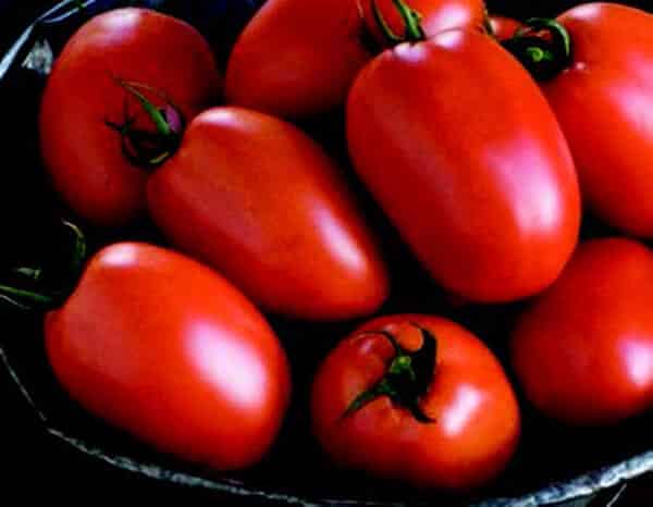 Plum Regal Hybrid Tomato Seeds