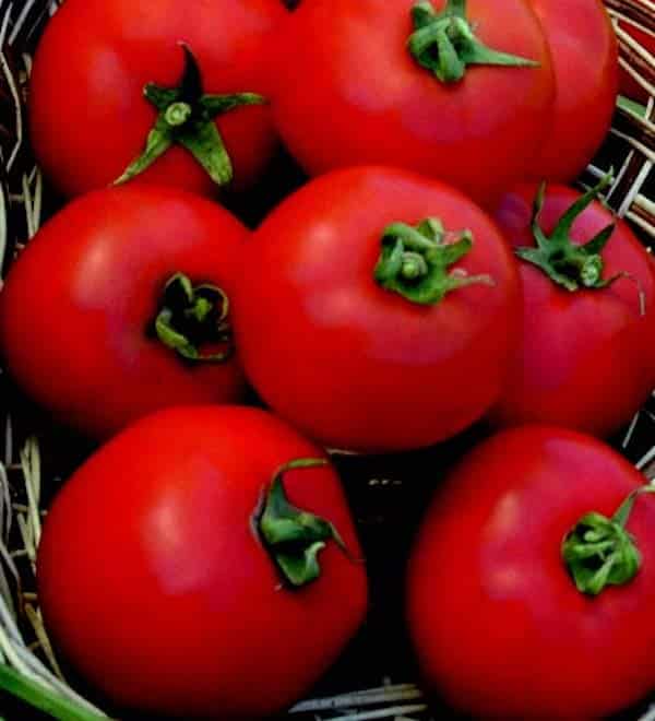 Polbig Hybrid Tomato Seeds