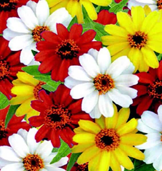 Profusion Hybrid Sunrise Mix Zinnia Seeds — Seeds 'n Such