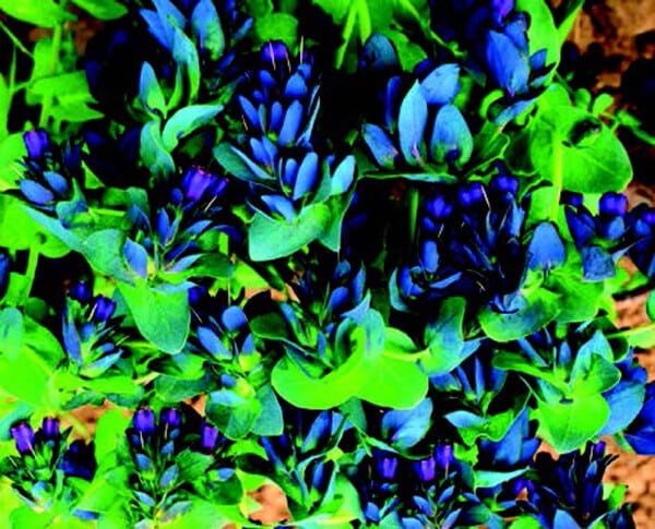 Bulk: Purple Bells Cerinthe Seeds