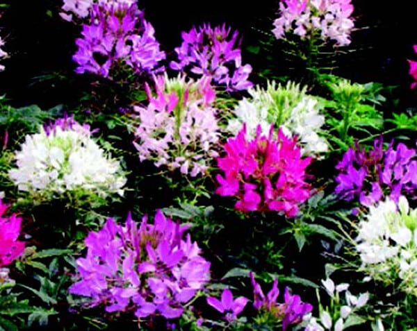 Bulk: Queen Mix Cleome Seeds