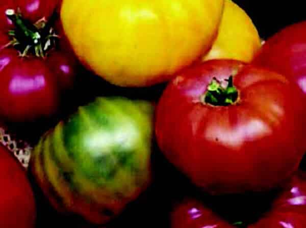 Bulk: Rainbow Beefsteak Blend Tomato