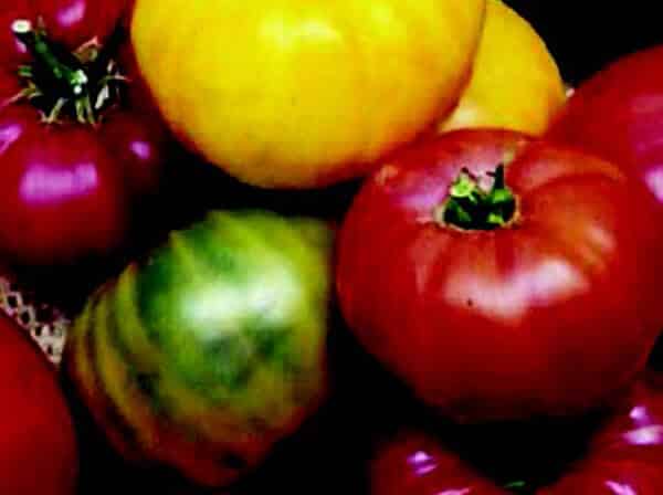 Rainbow Mix Beefsteak Tomato Seeds