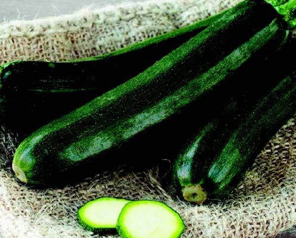 Bulk: Noche Hybrid Zucchini Seeds