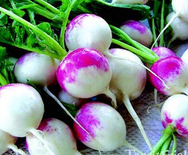 Red Head Radish Seeds — Seeds 'n Such