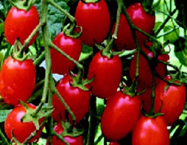 Red Grape Hybrid Tomato Seeds