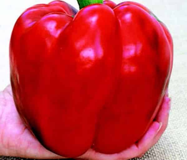 Bulk: Red Knight X3R Hybrid Pepper Seeds