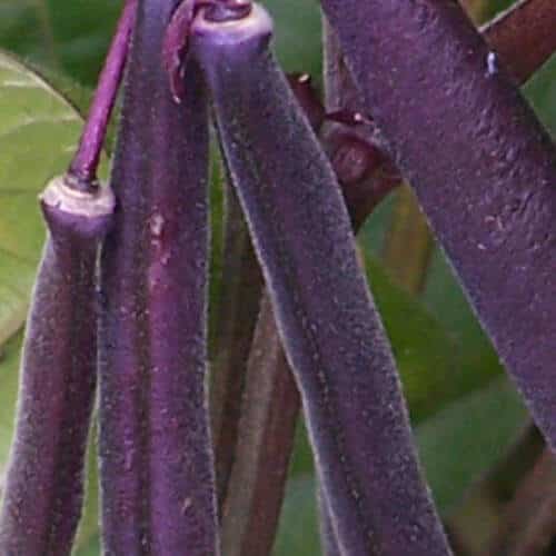 Bulk: Royal Burgundy Bean Seeds