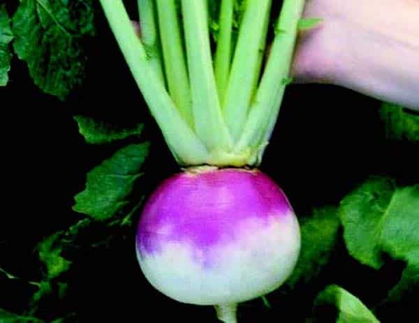 Bulk: Royal Crown Hybridn Turnip Seeds