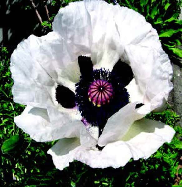 white poppy flower seeds Royal Wedding Oriental Poppy Seeds