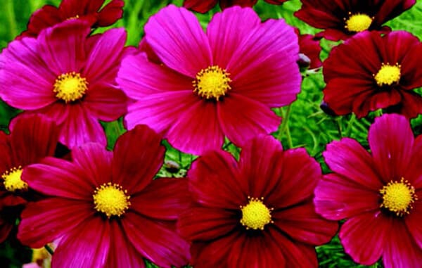 Bulk: Rubinato Cosmos Seeds