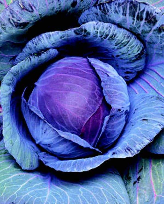 Bulk: Ruby Perfection Hybrid Cabbage Seeds