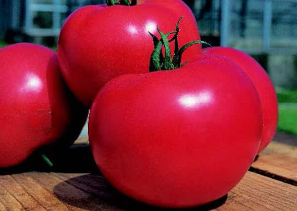 Bulk: Rugged Boy Hybrid Tomato VFFAStLb