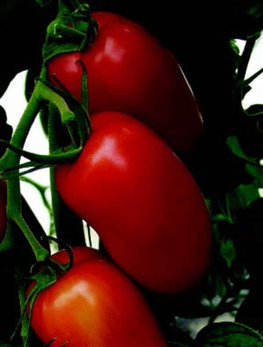 Saucey Cluster Hybrid Tomato VFNT