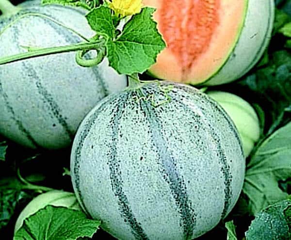 Savor French Hybrid Melon