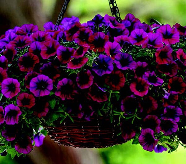 Shock Wave® Deep Purple Spreading Petunia Seeds