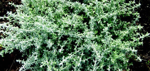 Bulk: Silver Mist Helichrysum