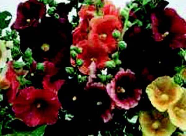 Bulk: Single Old-Fashioned Country Romance Mix Hollyhock Seeds