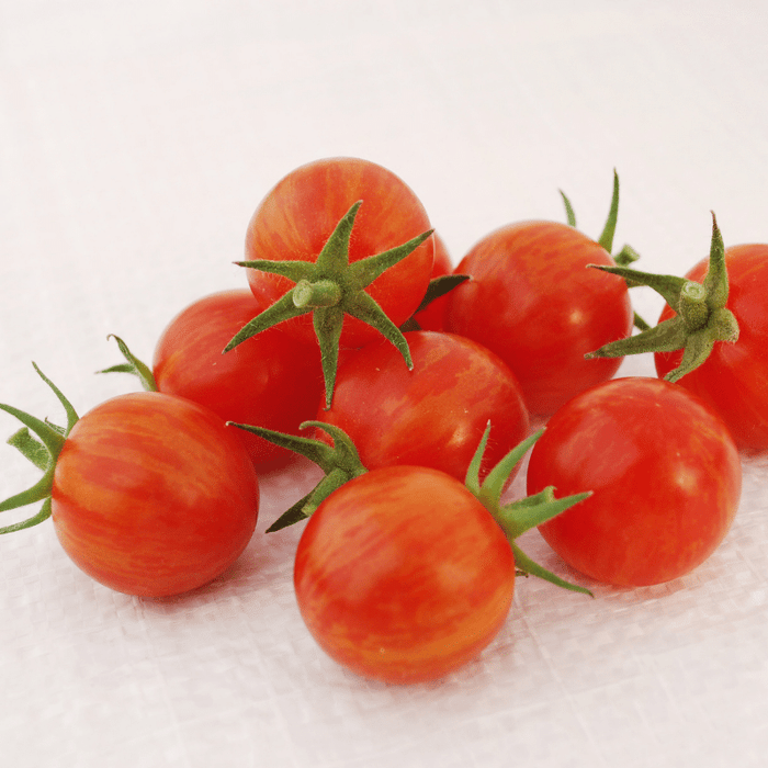 Sparky XSL Hybrid Tomato