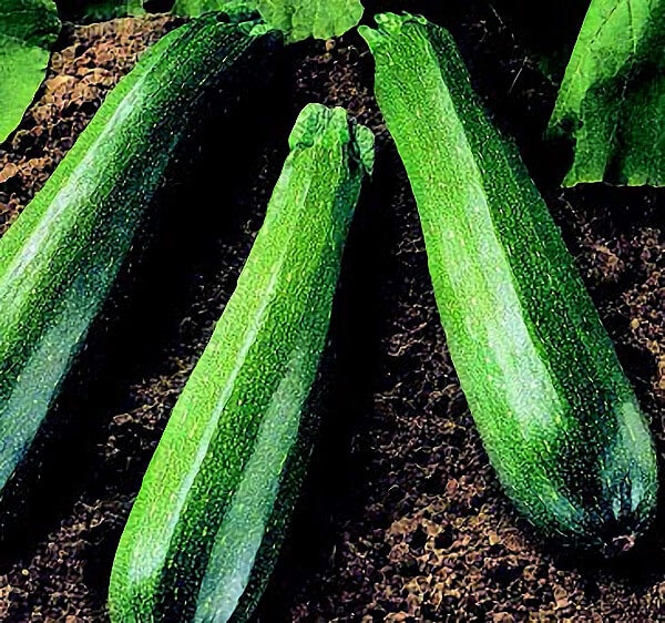 Bulk: Spineless Beauty Hybrid Zucchini Seeds