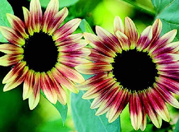 Strawberry Blonde Hybrid Sunflower Seeds — Seeds 'n Such
