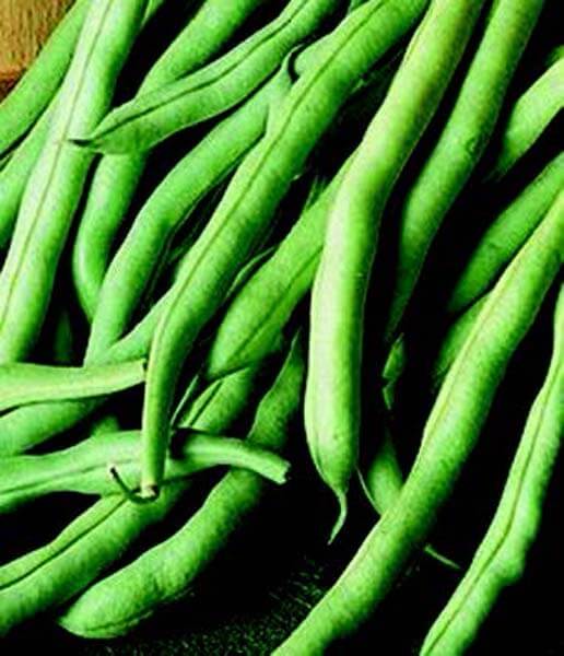 Bulk: Stringless Green Pod Bean