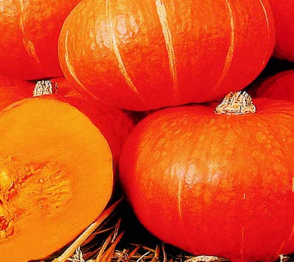 Bulk: Sunshine Hybrid Kabocha Squash Seeds