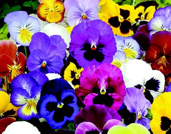 Bulk: Super Swiss Giants Florist Mix Pansy Seeds
