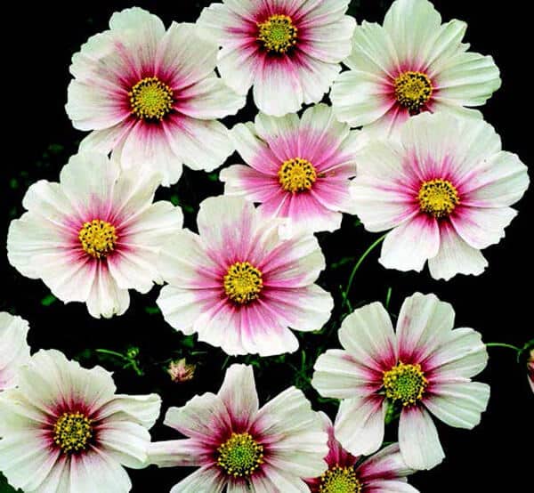 bulk cosmos flower seeds Sweet Dreams Cosmos Seeds — Seeds 'n Such