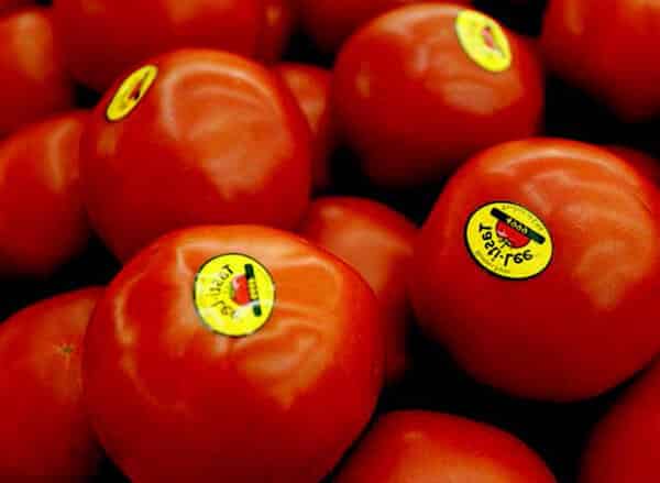 Bulk: Tasti Lee™ Hybrid Tomato Seeds