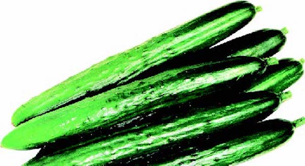 Bulk: Tasty King Japanese Hybrid Cucumber Seeds