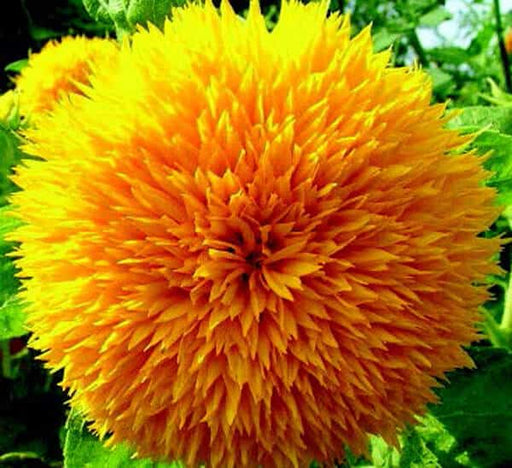 planting teddy bear sunflower seeds Teddy Bear Dwarf Sunflower Seeds — Seeds 'n Such