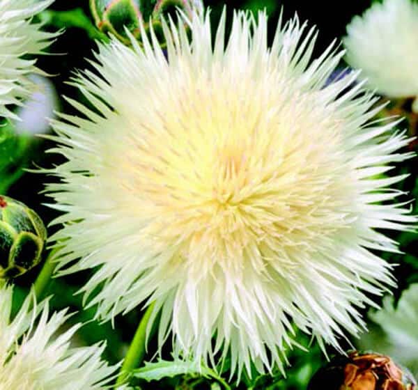 Bulk: The Bride Bachelor's Button Seeds