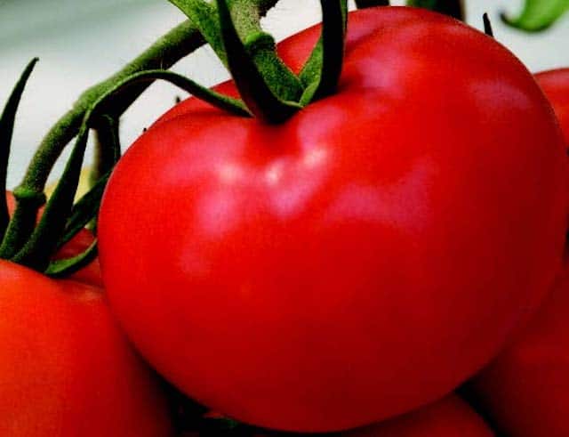 Bulk: Tonopah Hybrid Tomato Seeds