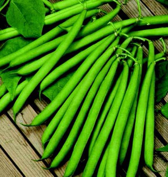 Top Crop Bean Seeds — Seeds 'n Such