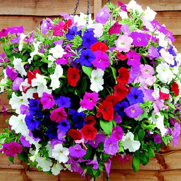 petunia flower seed collection Hybrid Trilogy Custom Mix Spreading Petunia Seeds