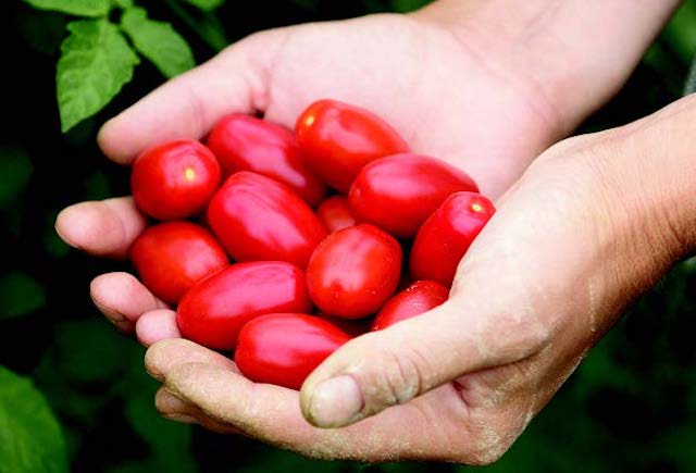 Bulk: Valentine Hybrid Tomato Seeds