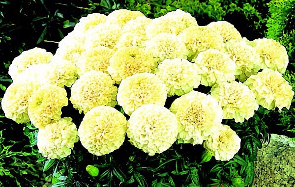 vanilla marigold seeds Vanilla Cream Hybrid Marigold Seeds
