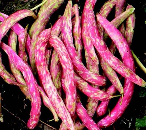 Bulk: Vermont Cranberry Bean Seeds