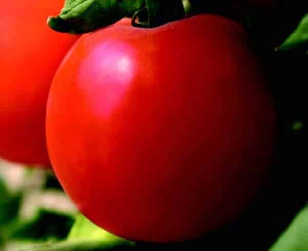 Bulk: Warrior 5443 Hybrid Tomato Seeds