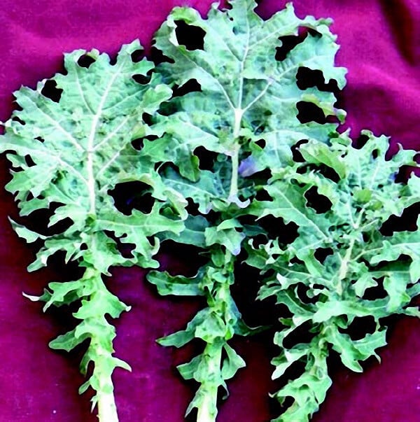 Bulk: White Russian Kale Seeds