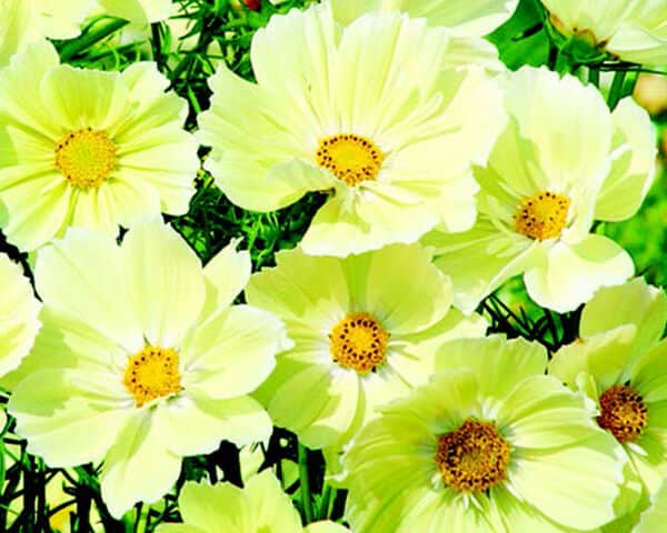 Bulk: Xanthos Cosmos Seeds