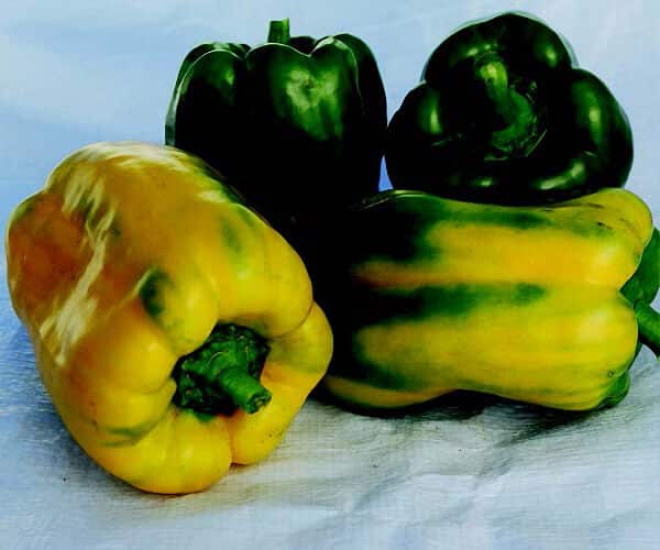 Bulk: Yellow Monster Pepper Seeds