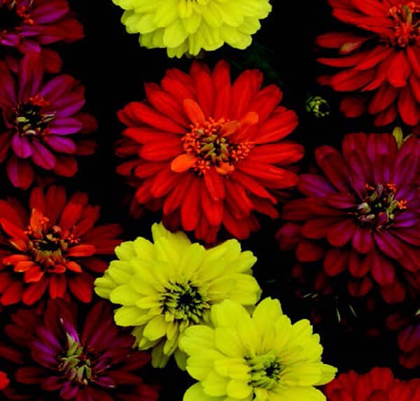 Bulk: Zahara Double Brilliant Mix Zinnia Seeds